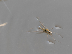 Aquarius ventralis