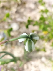 Albuca longipes