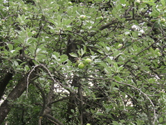 Pyrus nivalis