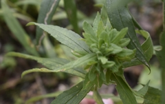 Procecidochares atra