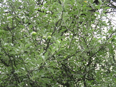 Pyrus nivalis