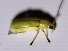 Diabrotica barberi