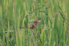 Acrocephalus tangorum