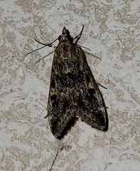 Loxostege allectalis