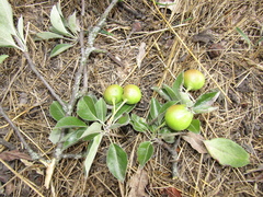 Pyrus nivalis