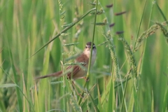 Acrocephalus tangorum