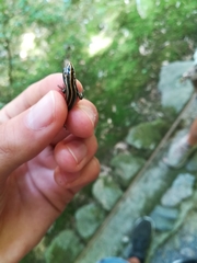 Plestiodon japonicus