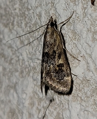 Loxostege allectalis