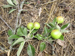 Pyrus nivalis