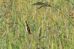 Acrocephalus tangorum