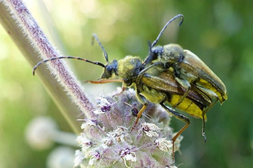 iNaturalist observation photo of Yellow Velvet Beetle