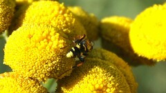 Listrodromus nycthemerus