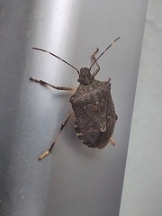Halyomorpha halys