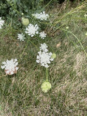 Daucus carota