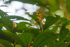 Miconia splendens
