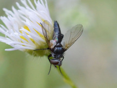 Leucostomatini