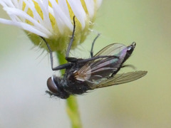 Leucostomatini