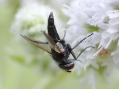Leucostomatini