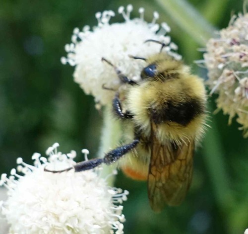 iNaturalist observation photo of Pyrobombus