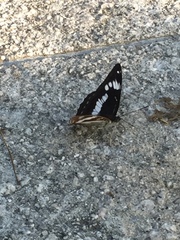Limenitis sydyi
