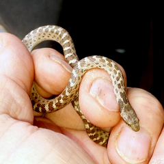 Hypsiglena ochrorhynchus klauberi