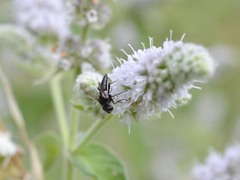 Leucostomatini