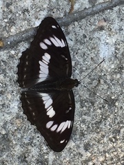 Limenitis sydyi