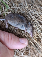 Sorex minutus
