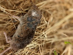 Sorex minutus