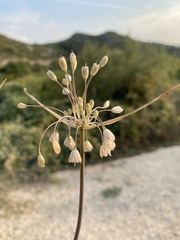 Allium pseudotelmatum