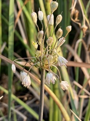 Allium pseudotelmatum