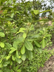 Malpighia emarginata