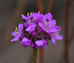 Armeria maritima californica