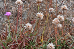 Armeria maritima californica
