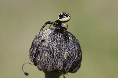 Synema globosum