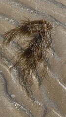 Desmarestia aculeata