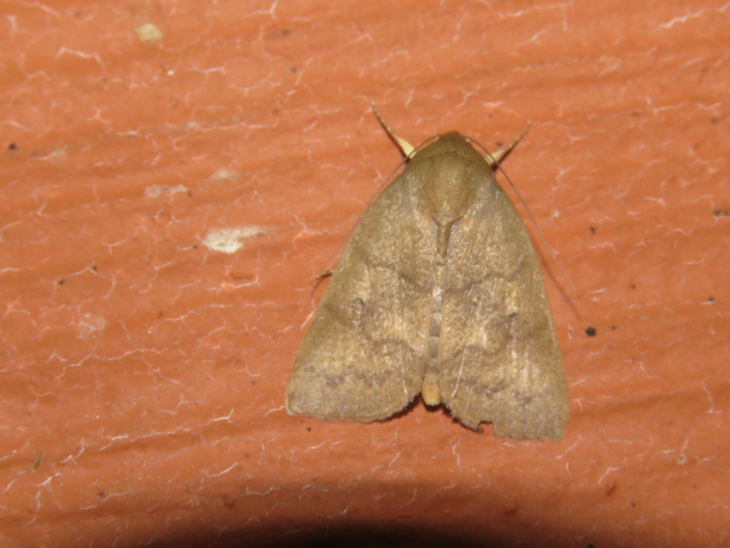 Calymera sabulosa