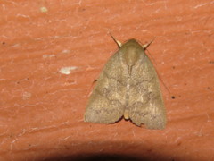 Calymera sabulosa