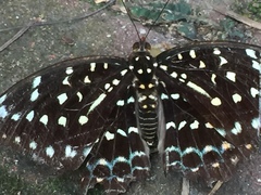 Lexias dirtea merguia