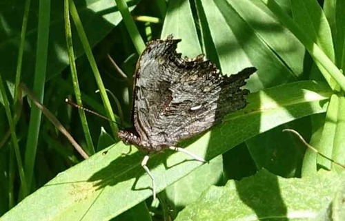 iNaturalist observation photo of Hoary Comma