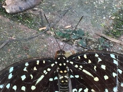 Lexias dirtea merguia