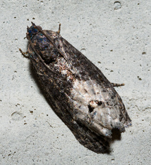 Ecdytolopha