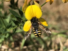 Anthidium oblongatum