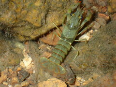 Faxonius punctimanus