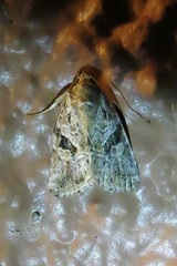 Diastema morata