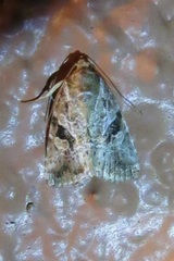 Diastema morata