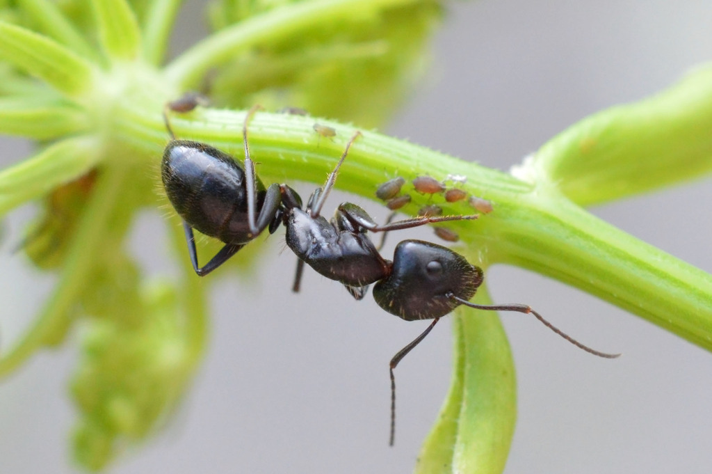 Ethiop Carpenter Ant