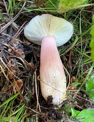 Russula americana