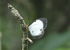 Larinopoda eurema