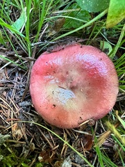 Russula americana